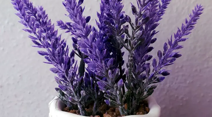 IF YOU HAVE THIS PLANT IN YOUR HOUSE YOU WILL NEVER SEE MLCE, SPIDERS AND OTHER INSECTS AGAIN!