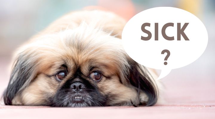 7 Early Warning Signs of Cancer in Dogs